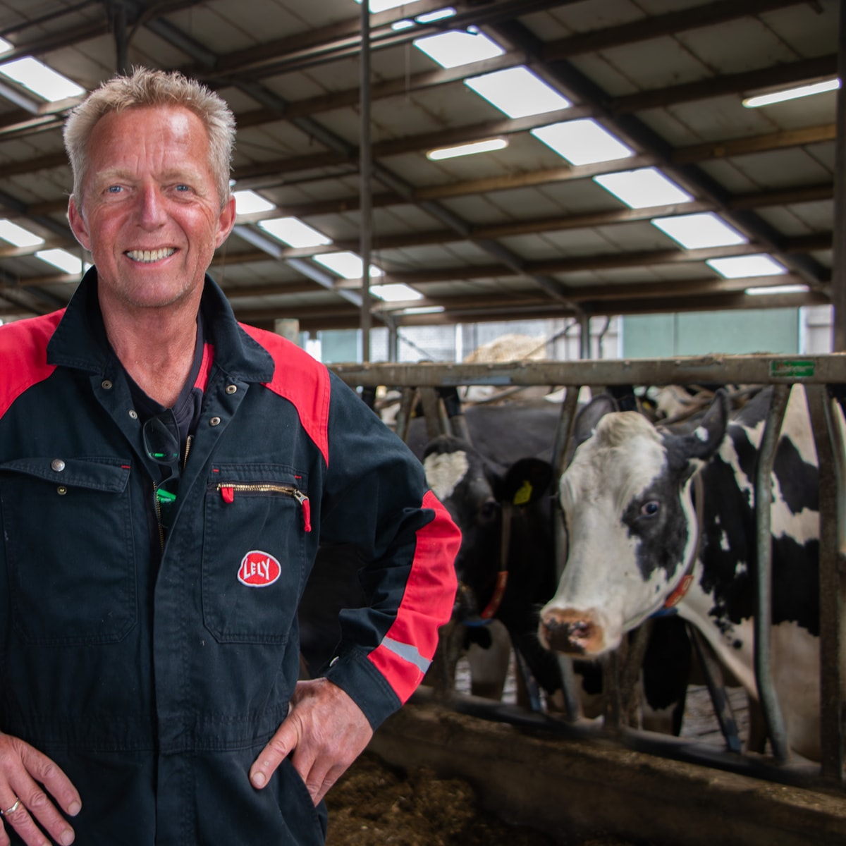 Lely-installatiemonteur in werkkleding lachend in een melkveestal met koeien